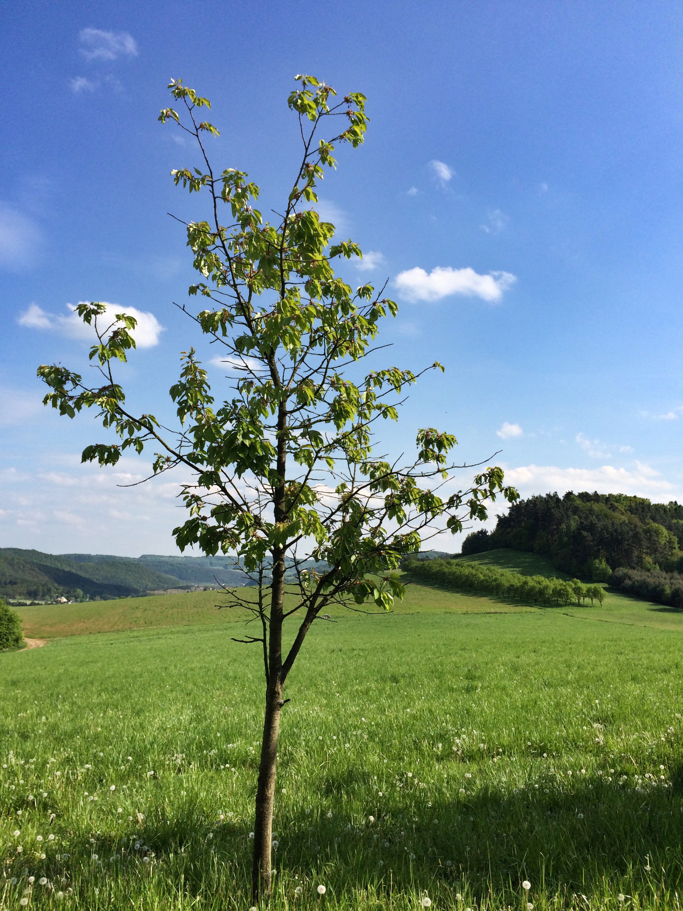 Ekofarma Country Life foto 5