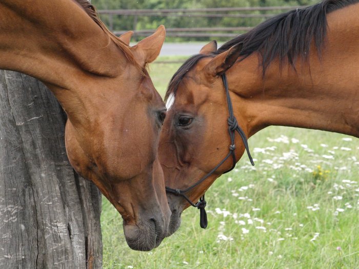 Farma Sedlár foto 2