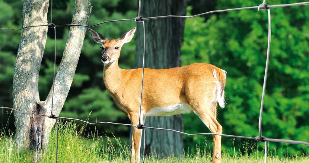 PILECKÝ s.r.o. foto 5