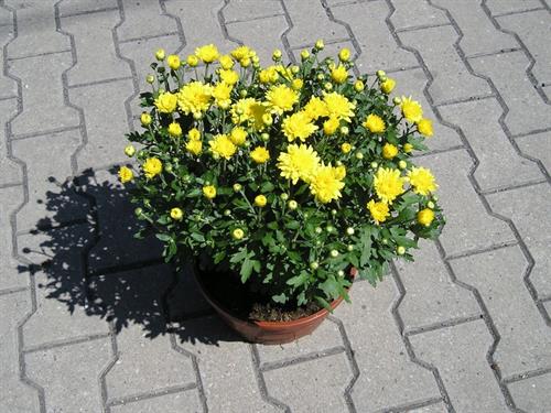 Zahradnictví Havlina foto 3