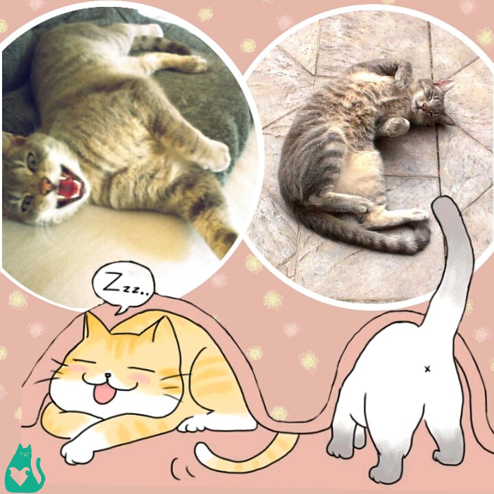 HolidayCat.cz, s.r.o. foto 4