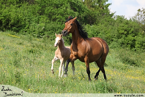 Jezdecká stáj Al-Kham-Sa Zlámanka foto 2