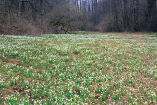 OBECNÍ ÚŘAD - SVĚTNOV foto 3