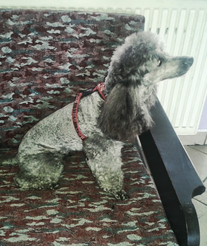 Stříhání psů Irena Vosáhlová foto 2