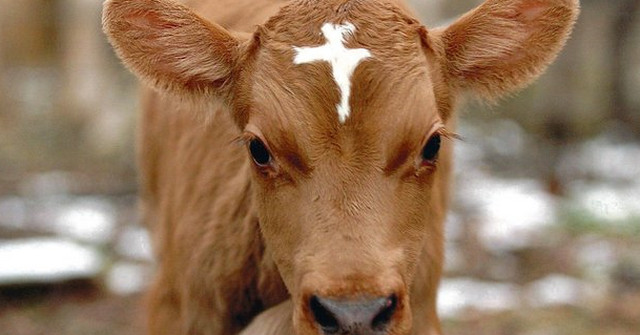 Ekologická farma Ing. Pavel Hromek foto 3