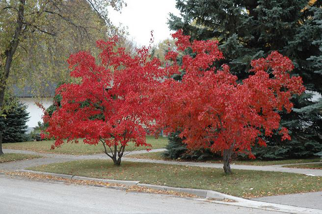 SemenaOnline.cz foto 2