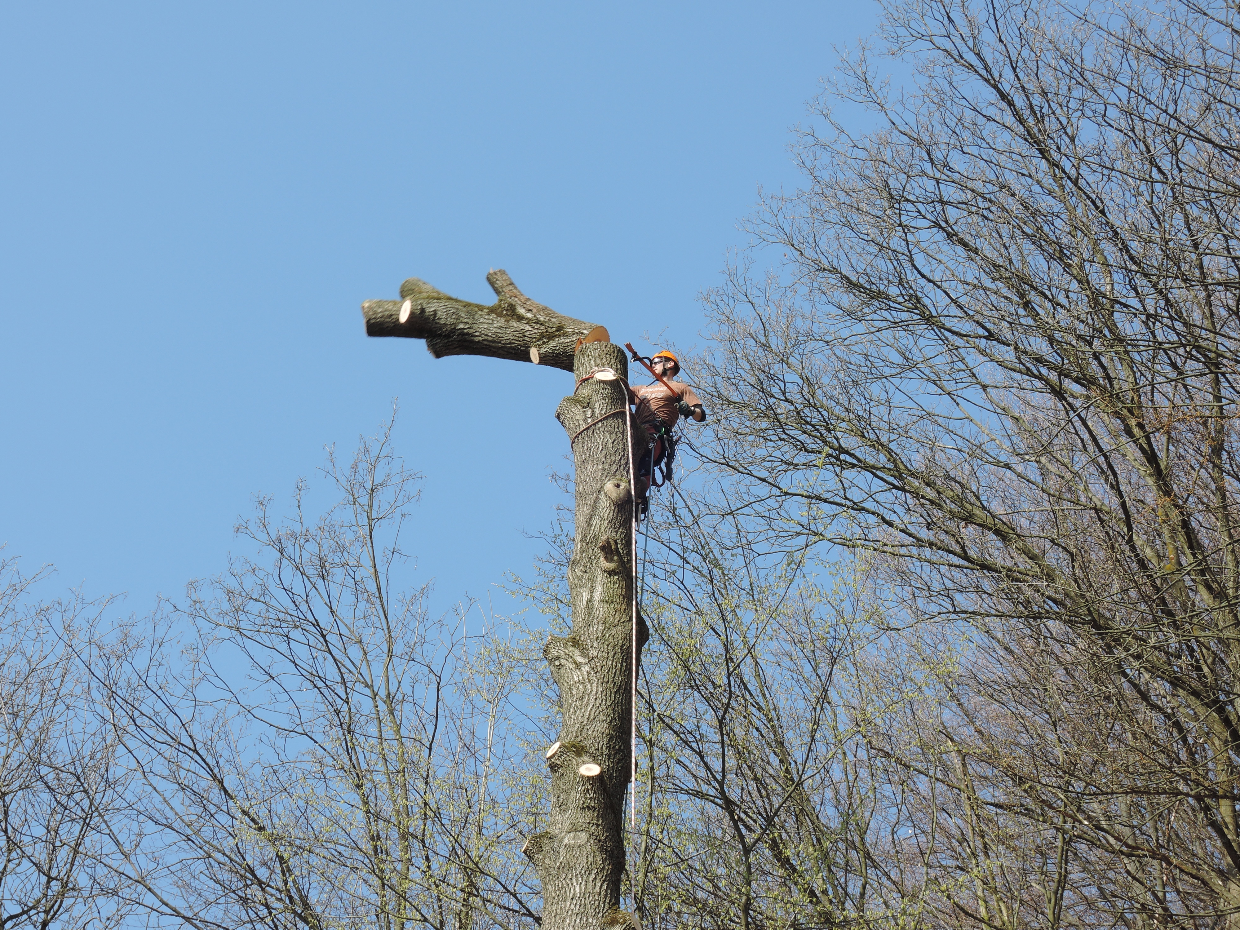 Valášek a Motl - Odborná péče o dřeviny a rizikové kácení stromů foto 3