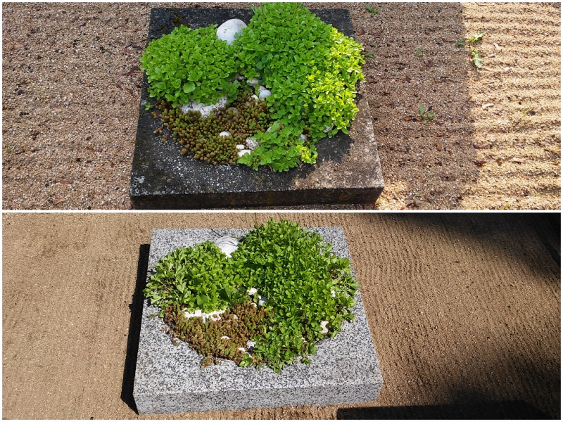 Ing. Petra Valentová - Čistíme hroby foto 3