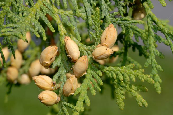 SemenaOnline.cz foto 3