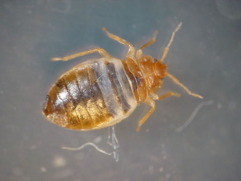 Deratizace Deraplus foto 3