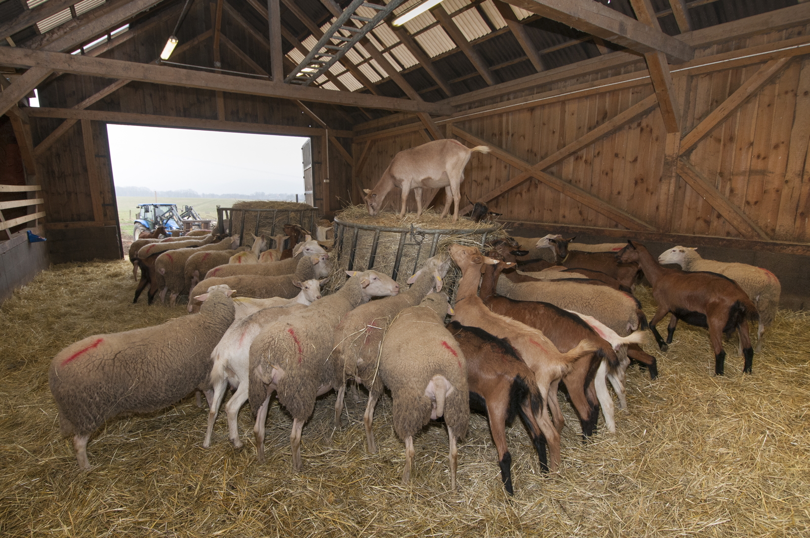 Farma Držovice foto 2