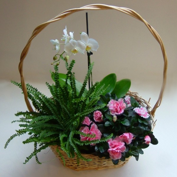 Sasanka - Květinový ateliér foto 3