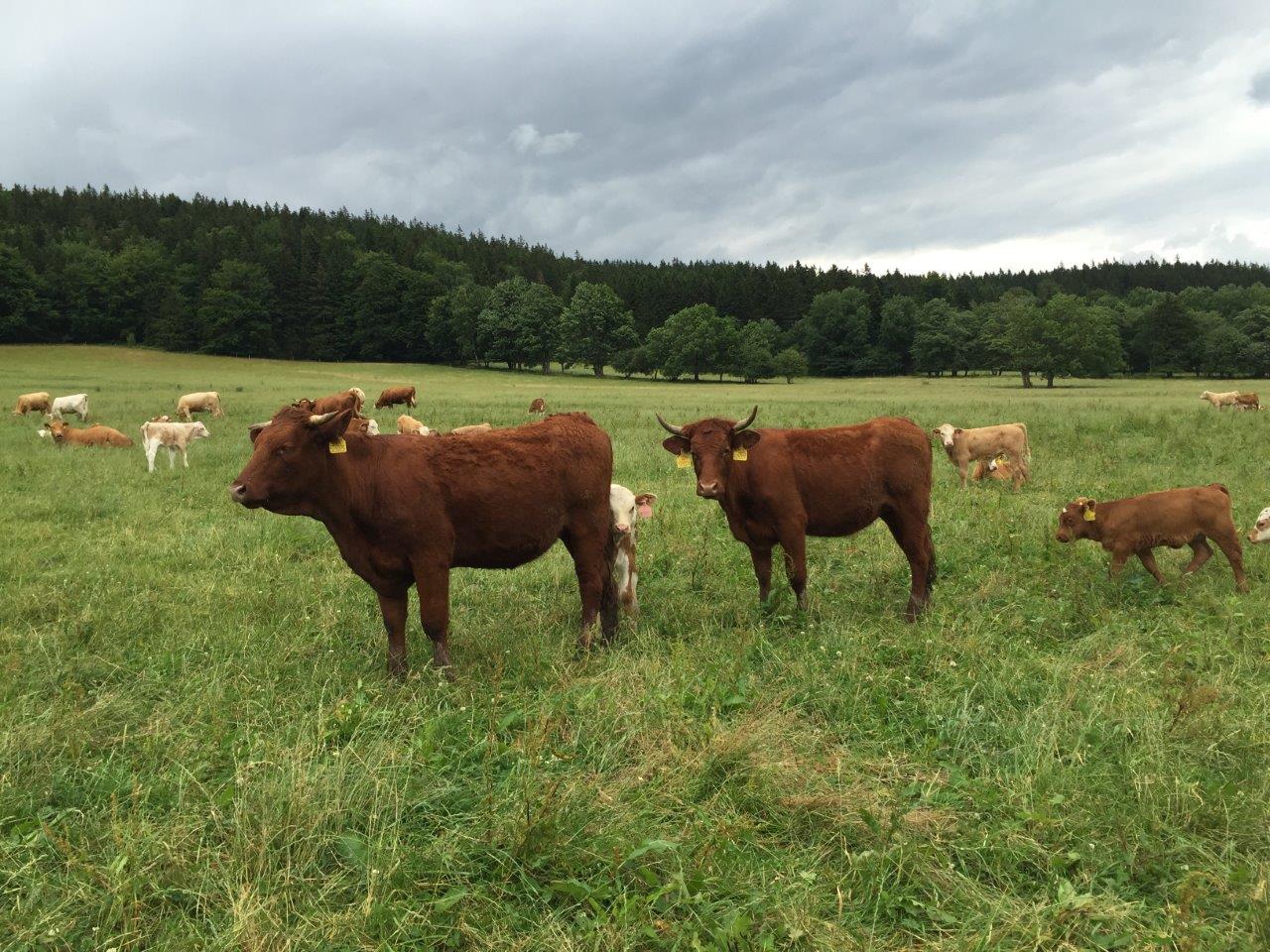 Farma Bovine foto 4
