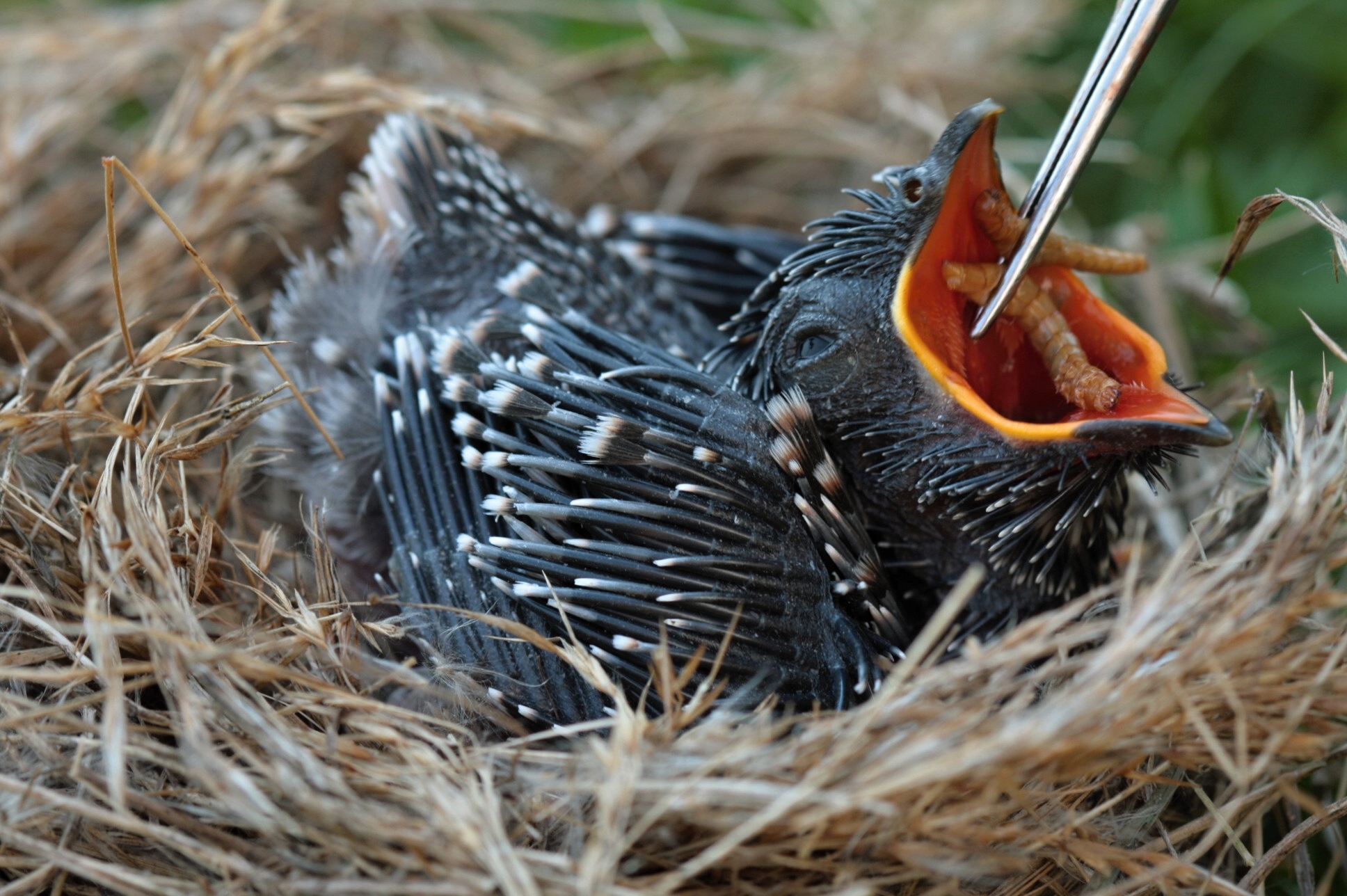 Záchranná stanice pro zraněné živočichy foto 2