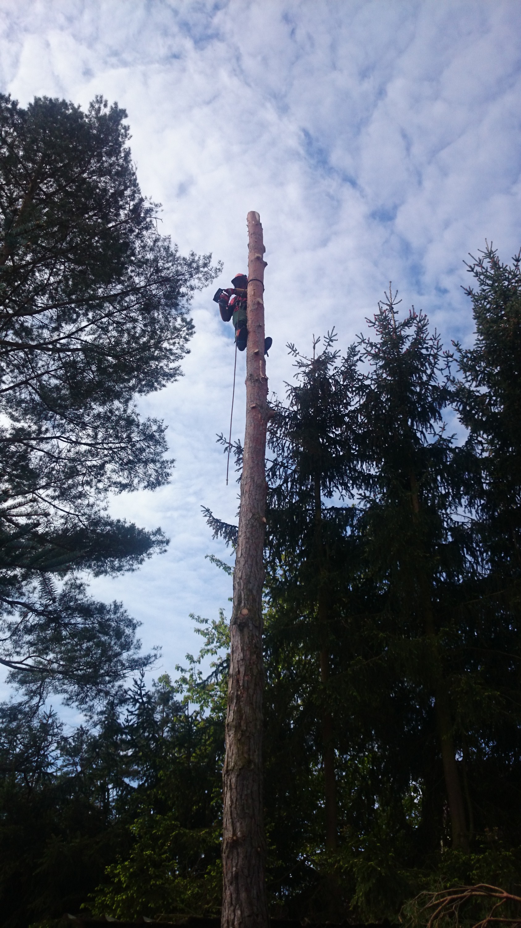 Bronislav Říčka - Rizikové kácení, údržba zeleně foto 4