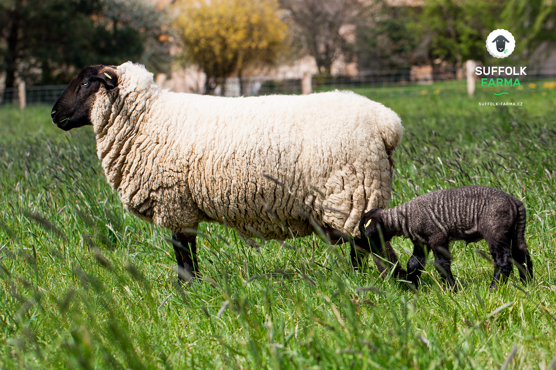 SUFFOLK FARMA foto 6