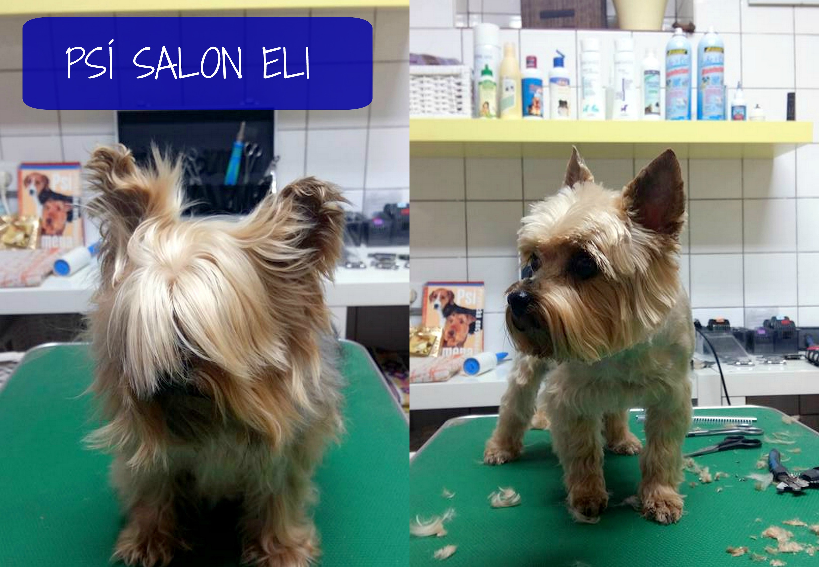 Psí salon Eli foto 5