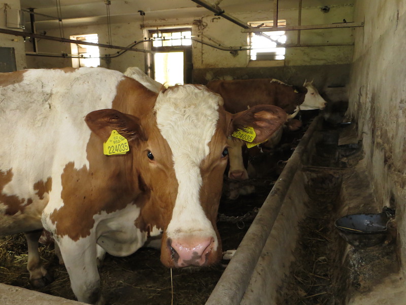 FARMA A UBYTOVÁNÍ U OTČENÁŠKŮ foto 2