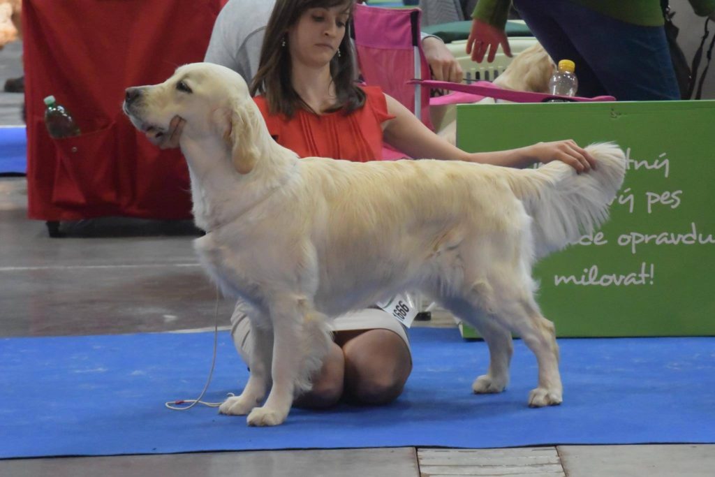 Psí škola Handlingu foto 3