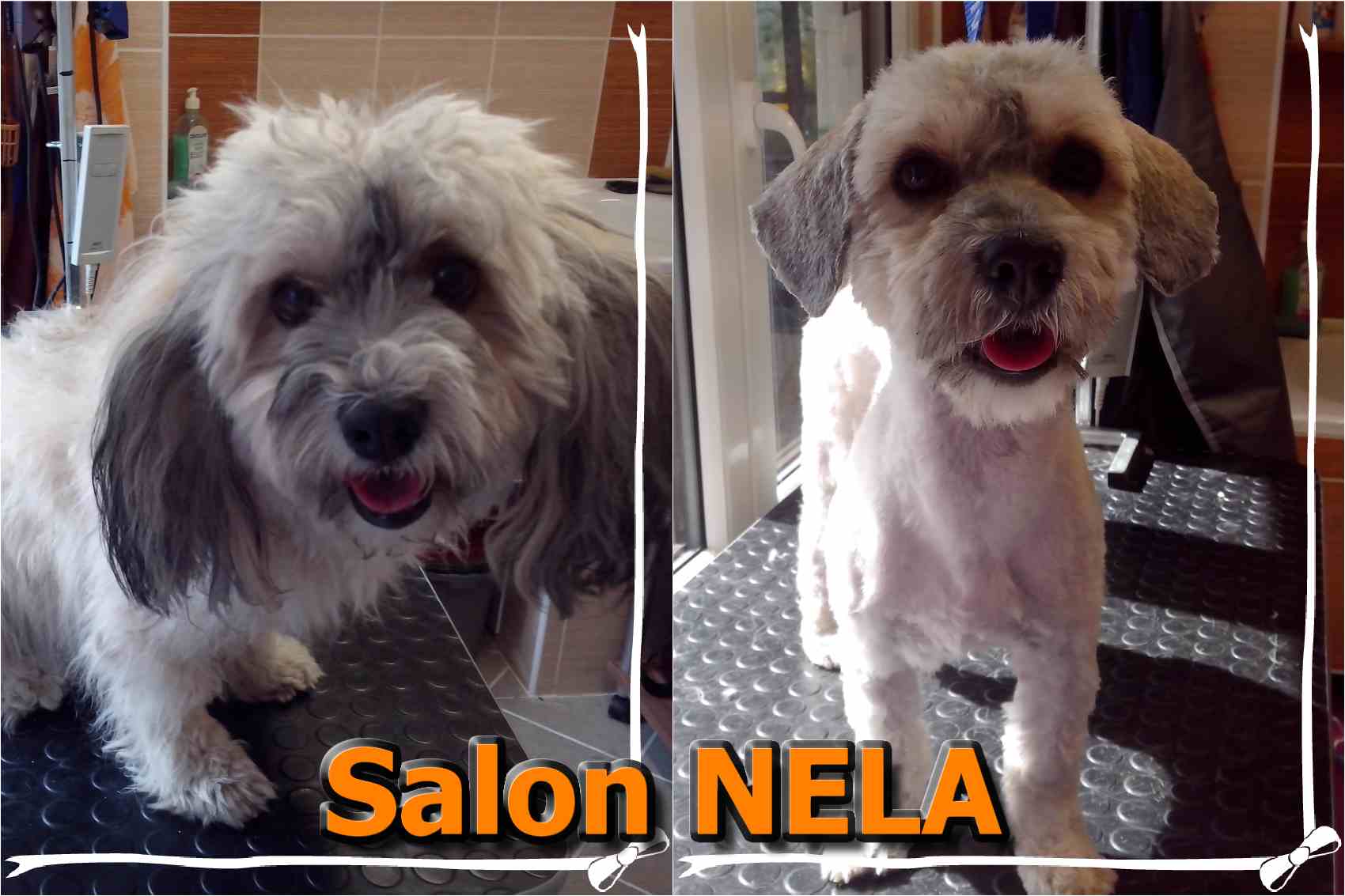 Psí salon NELA foto 2