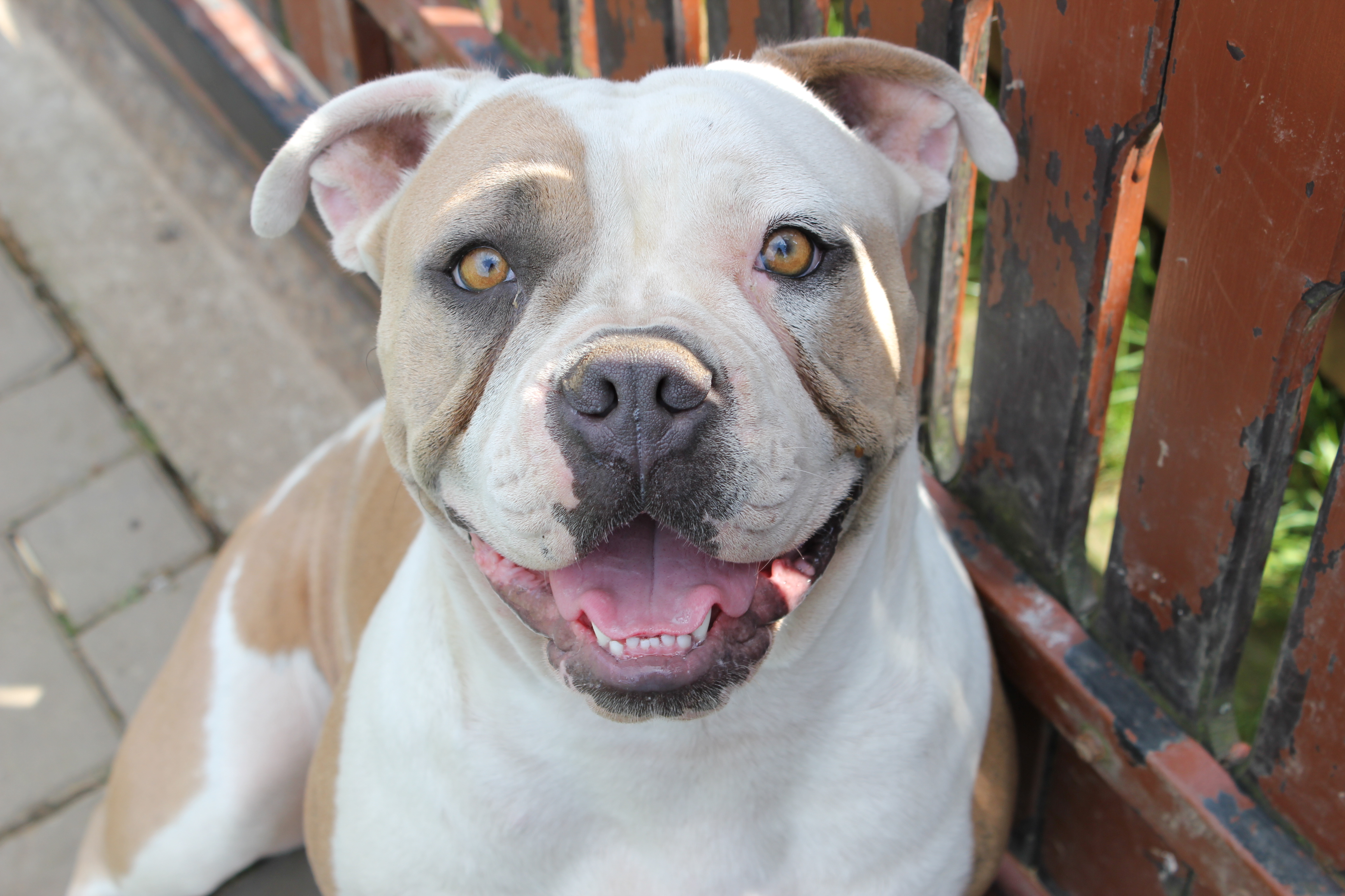 Chovná stanice Americký Buldok - Red Cock foto 1