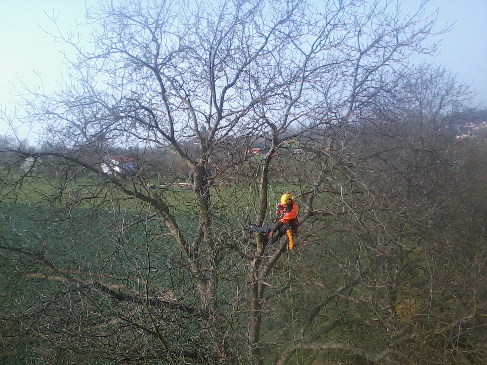 Arborista Martin Latiok - rizikové kácení stromů foto 4
