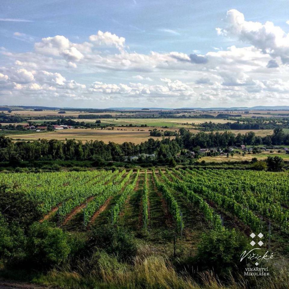 Vičické vinařství Mikulášek foto 3