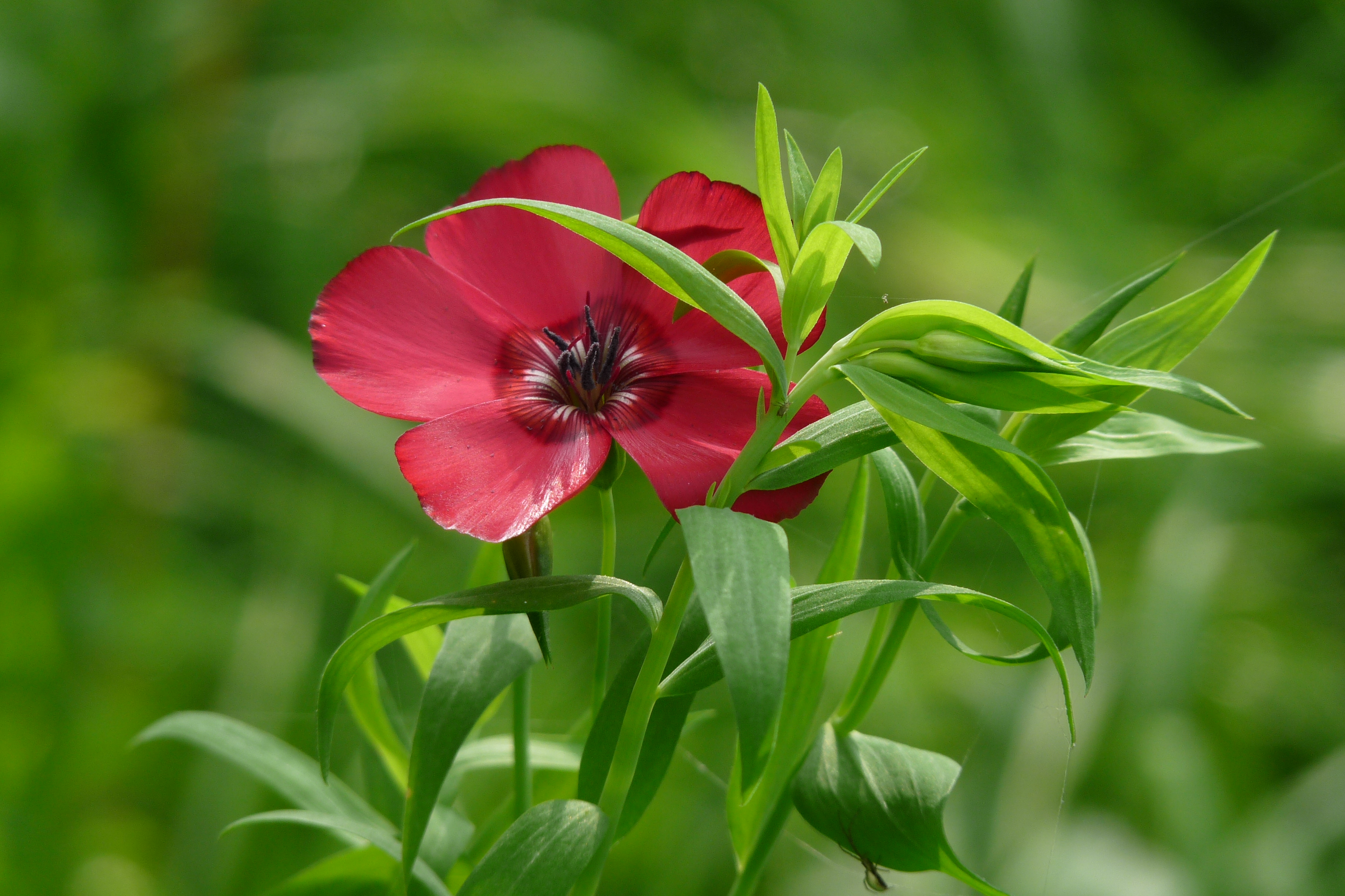 David Vaníček, DiS. - Realizace zahrad Ostrava foto 2