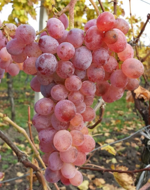 Sazenice révy - BILOVIN s.r.o. foto 4