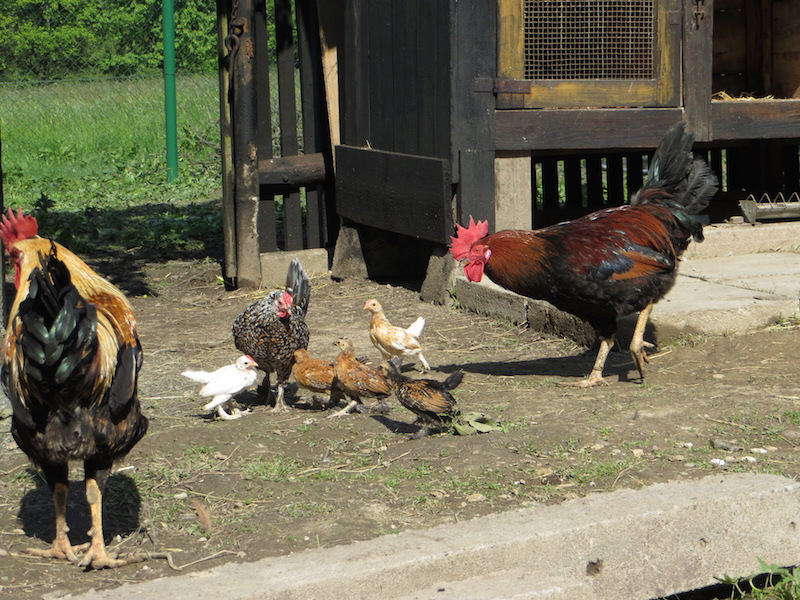 FARMA A UBYTOVÁNÍ U OTČENÁŠKŮ foto 6