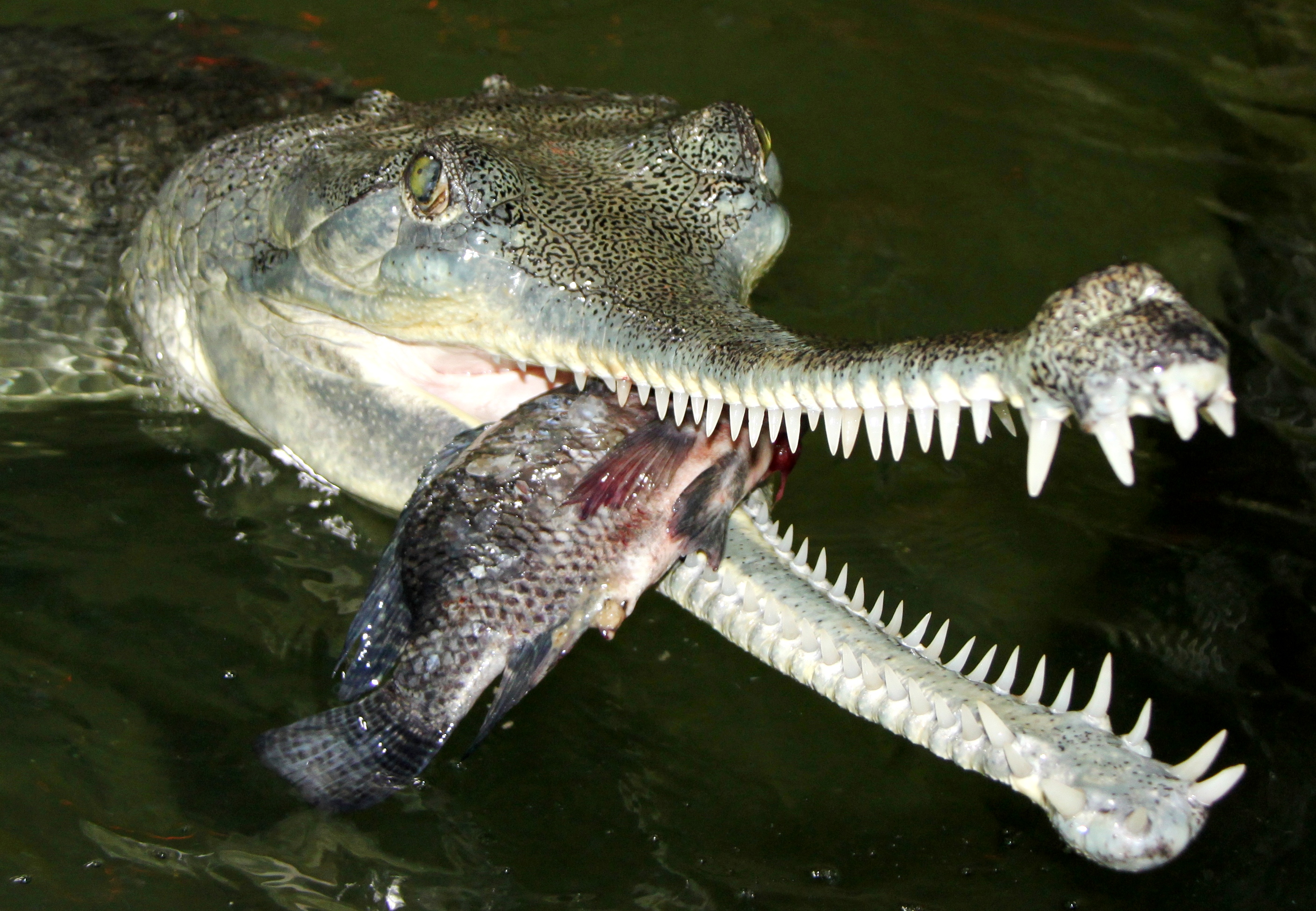 Krokodýlí ZOO Protivín foto 4