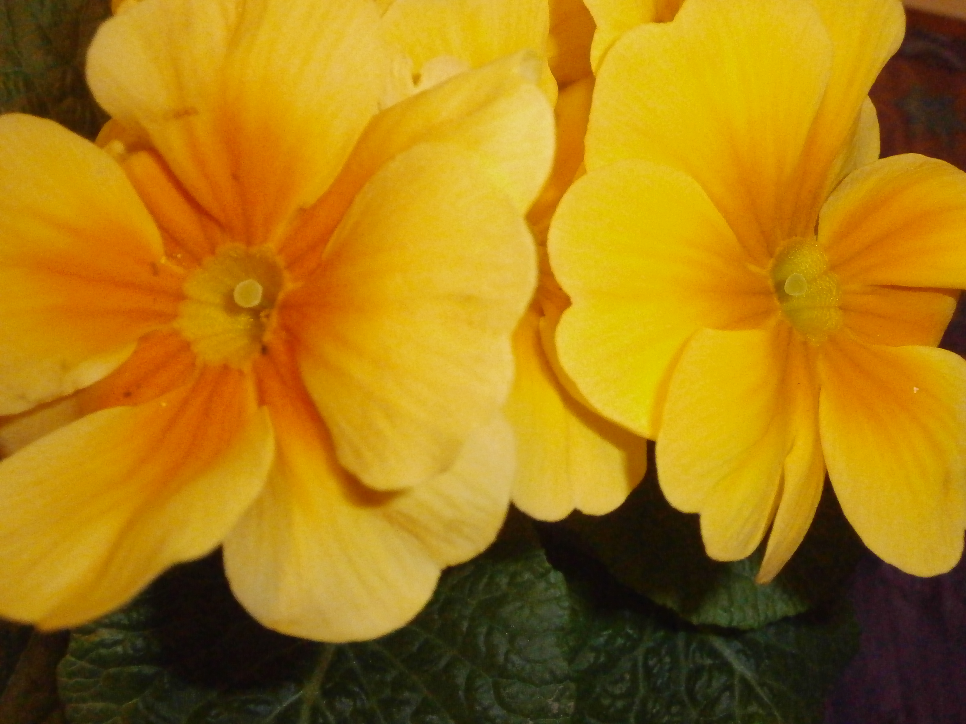 Mgr. Johana Kroupová - fotoobrazy foto 2