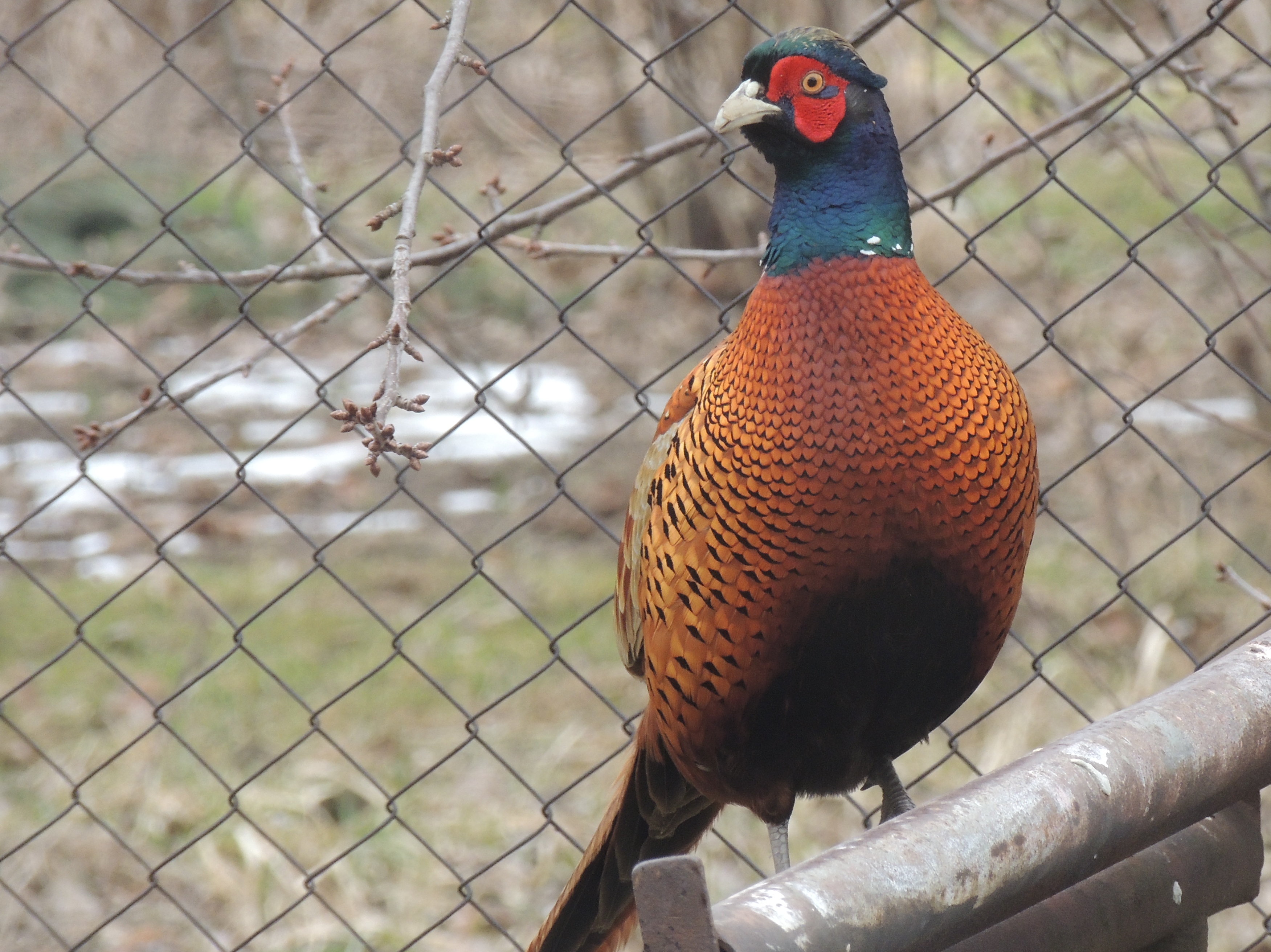 Bažantnice Bohouňovice II. foto 2