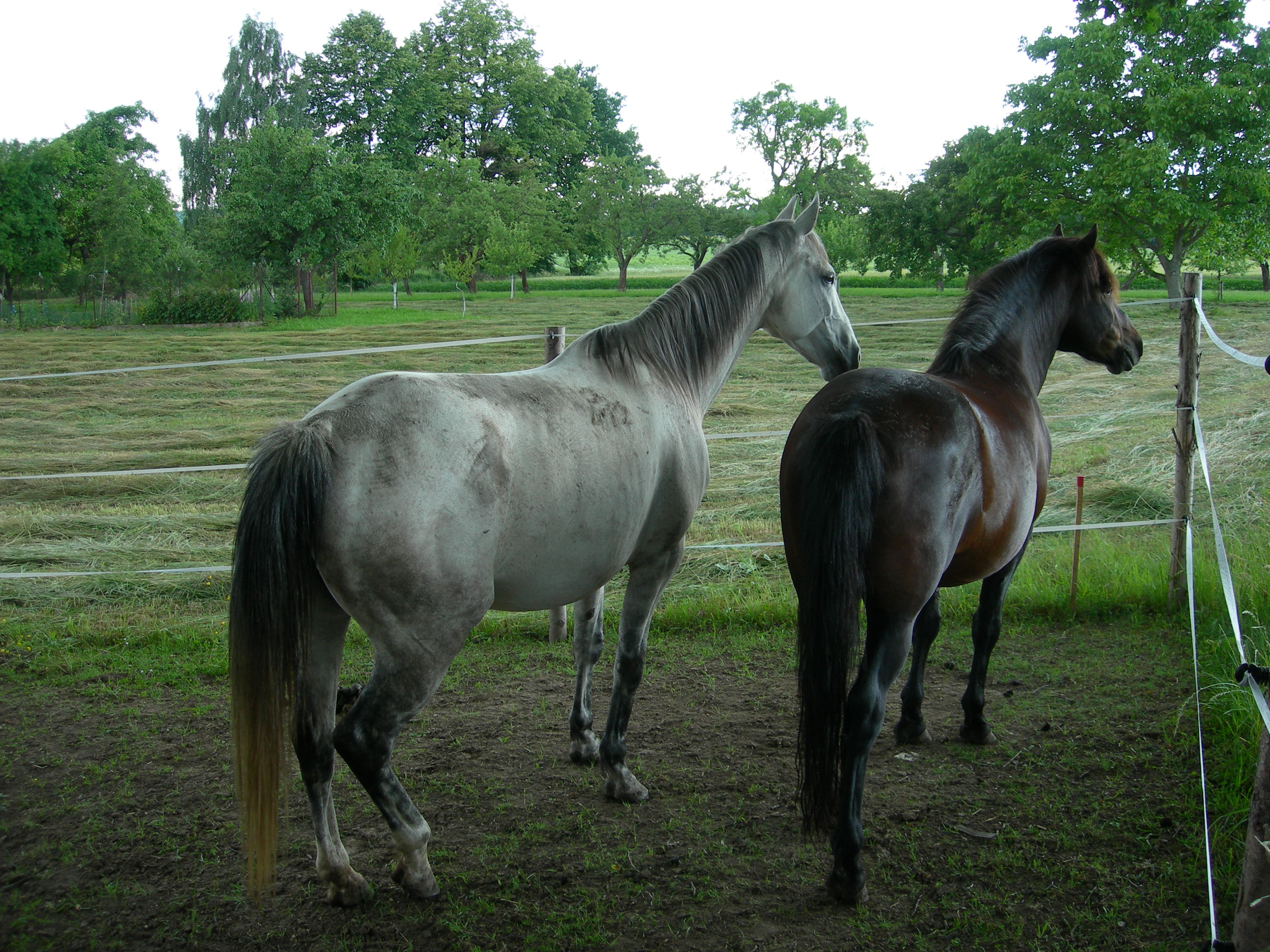 Sociální farma HORSE foto 5