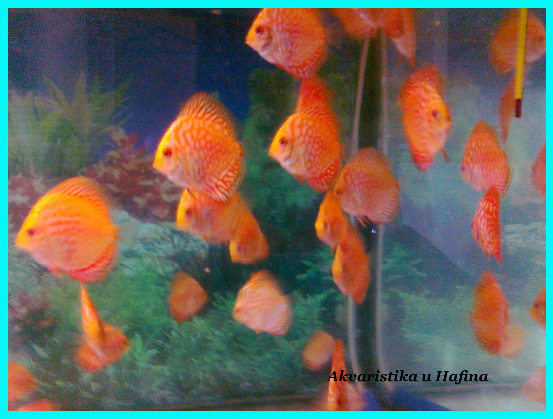 AKVARISTIKA U HAFINA foto 2