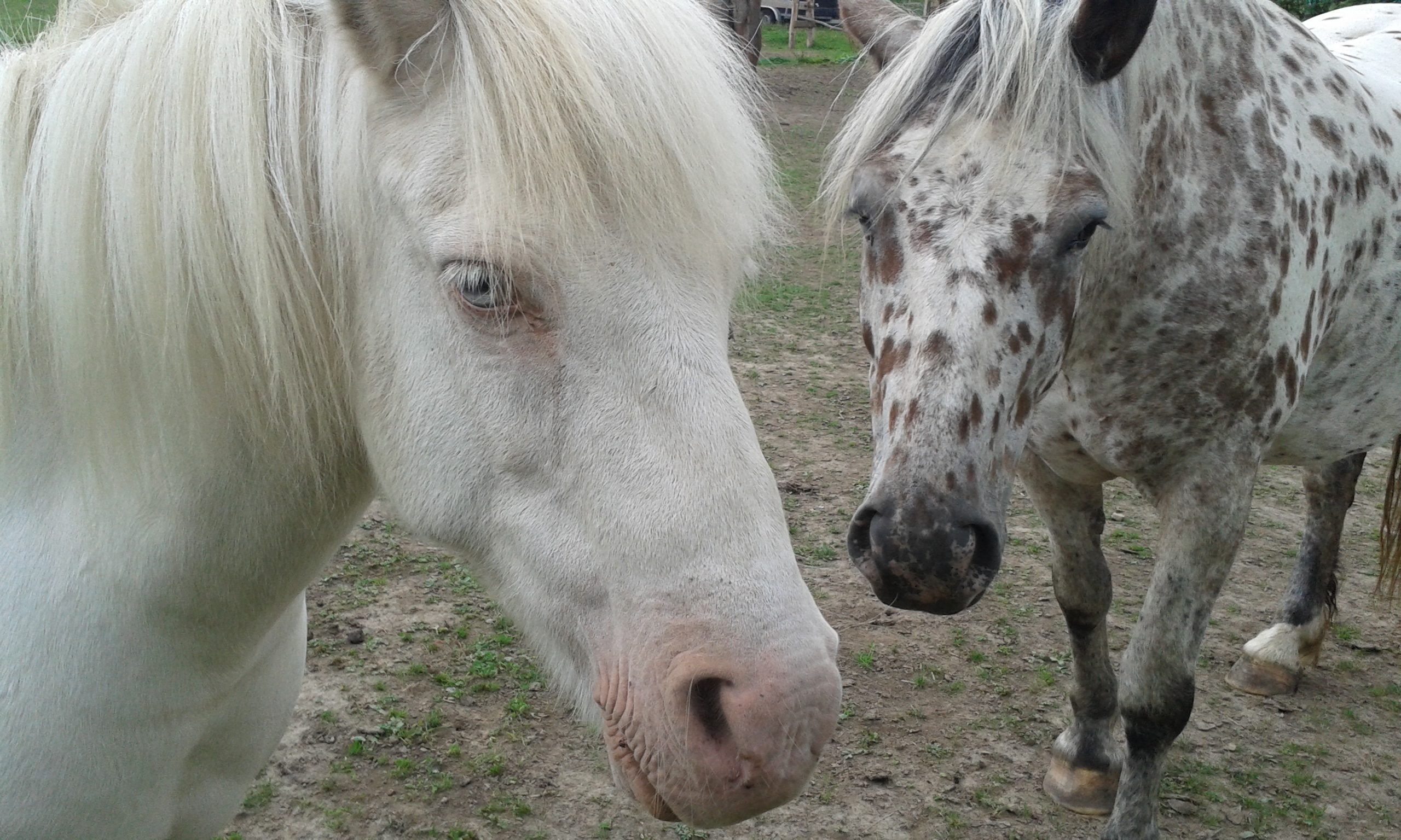 Ranč Mustang foto 3