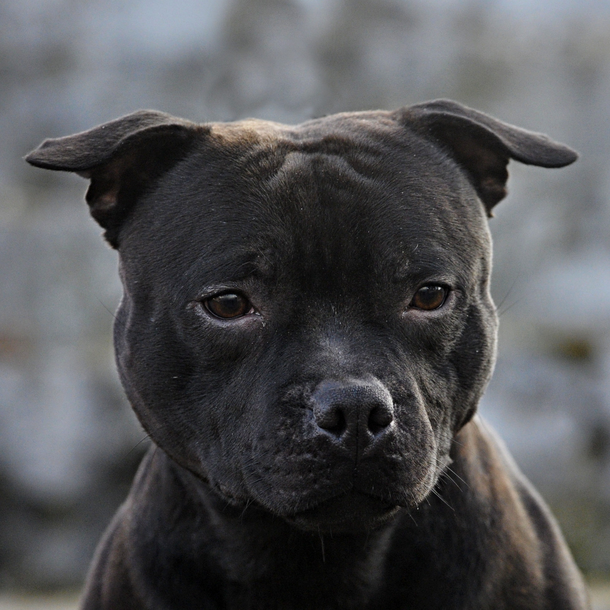 Chovatelská stanice SBT - Domidar Dogs foto 2