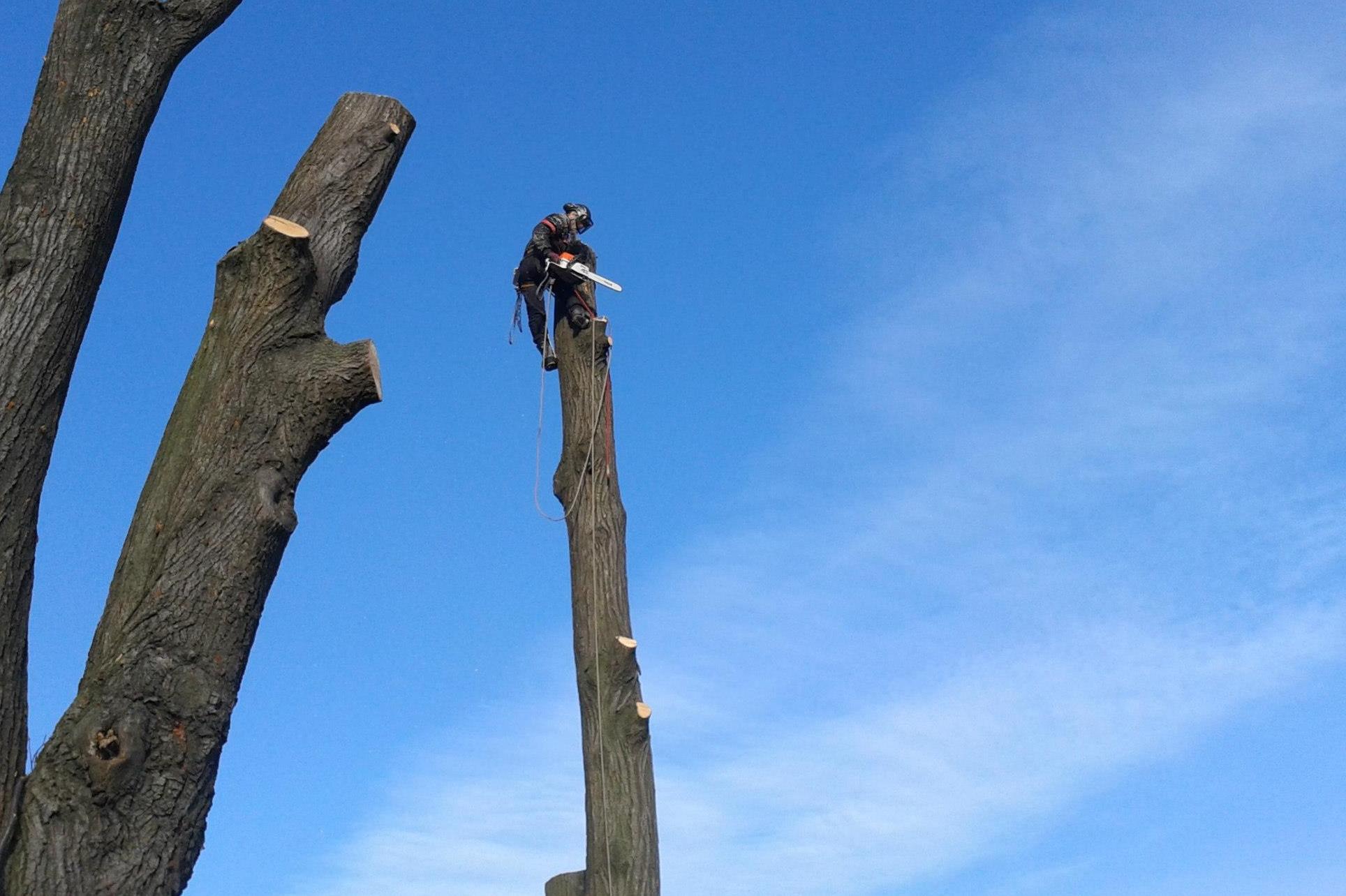 Martin Kytka - rizikové kácení stromů