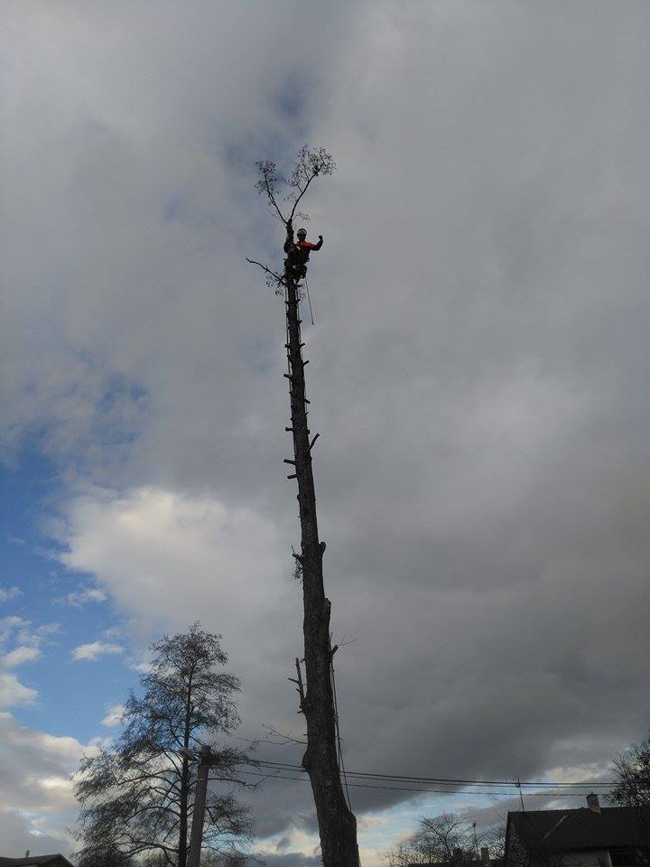 Pavel Herák - rizikové kácení stromů foto 3