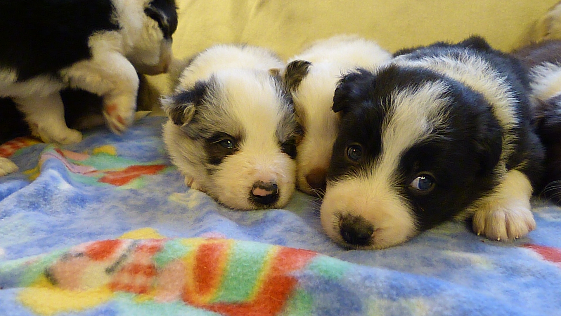 Psí škola Ambra Brunclíková foto 3