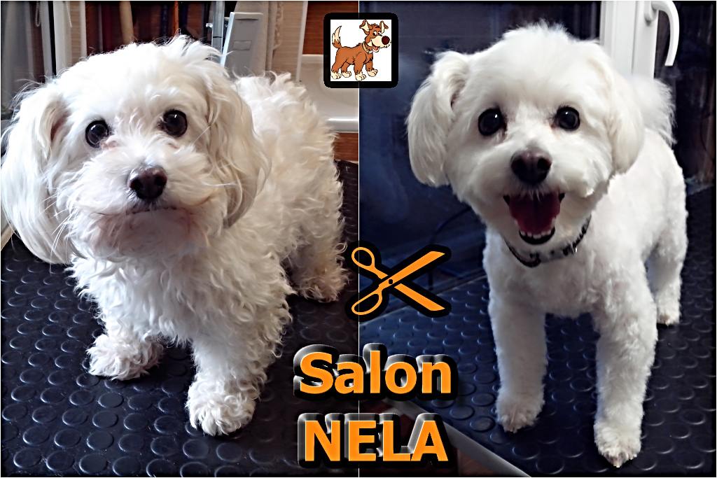 Psí salon NELA foto 6