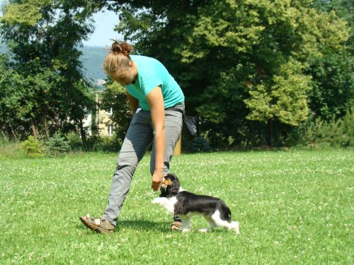 Psí škola CONICA - hotel pro psy foto 4