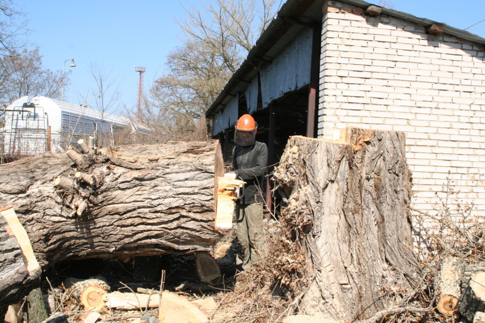 RIKAST - rizikové kácení stromů foto 4