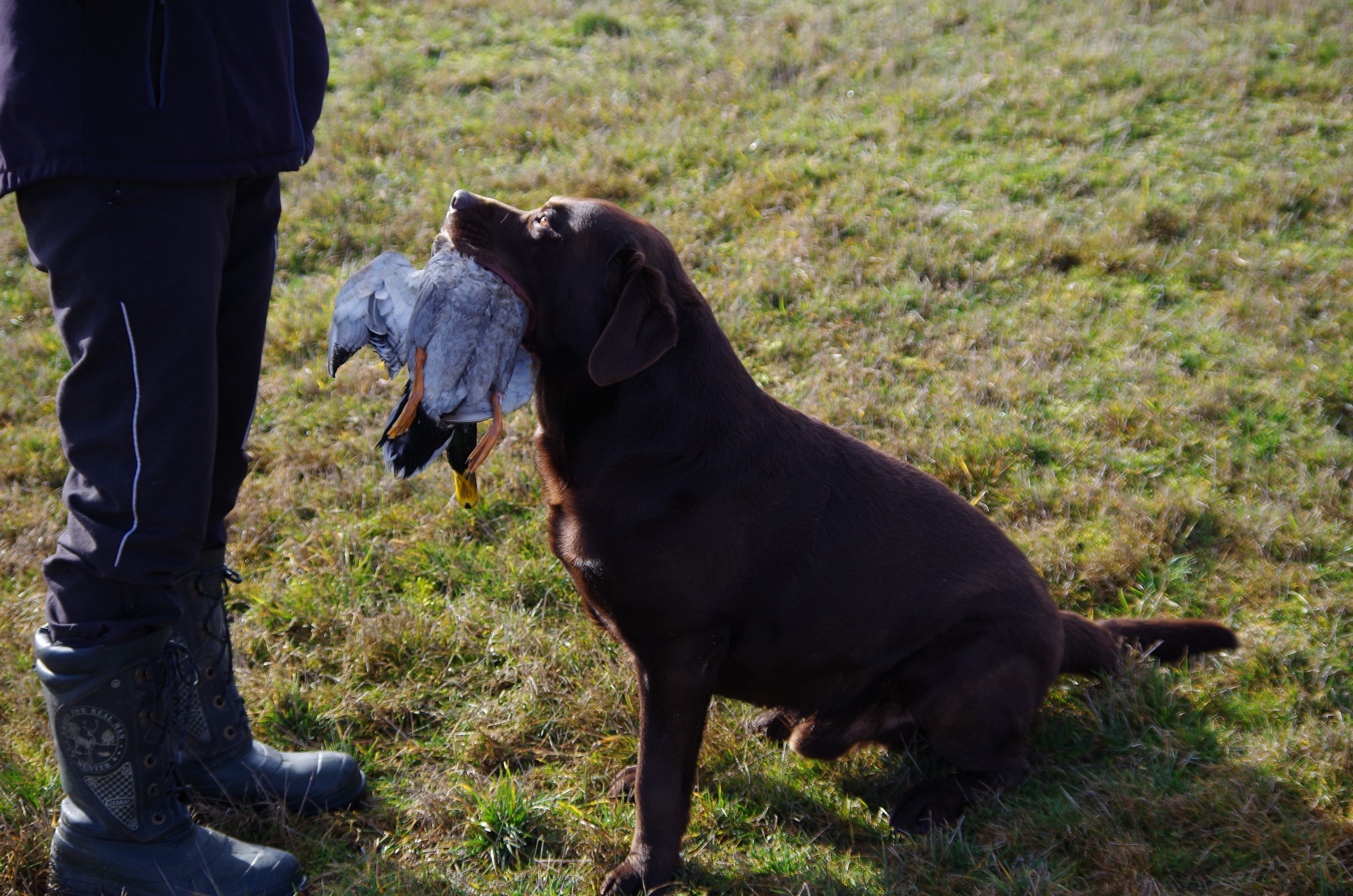 Kynologické cvičiště BRIT - Karel Stehlík foto 5