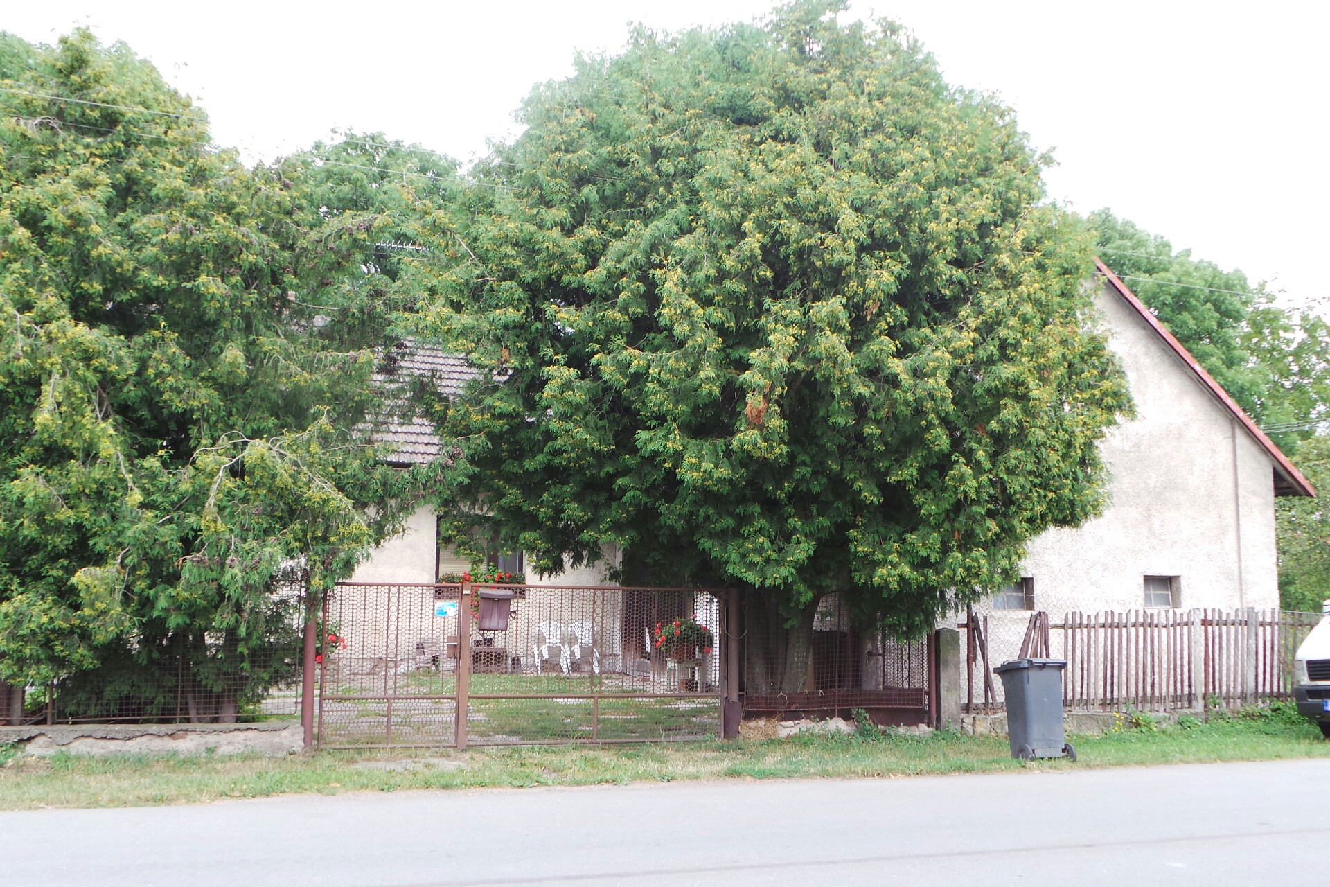 Ing. Olga Cicvárková