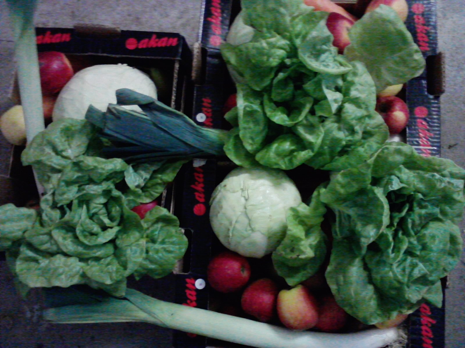 Zahradnictví Špunar foto 2