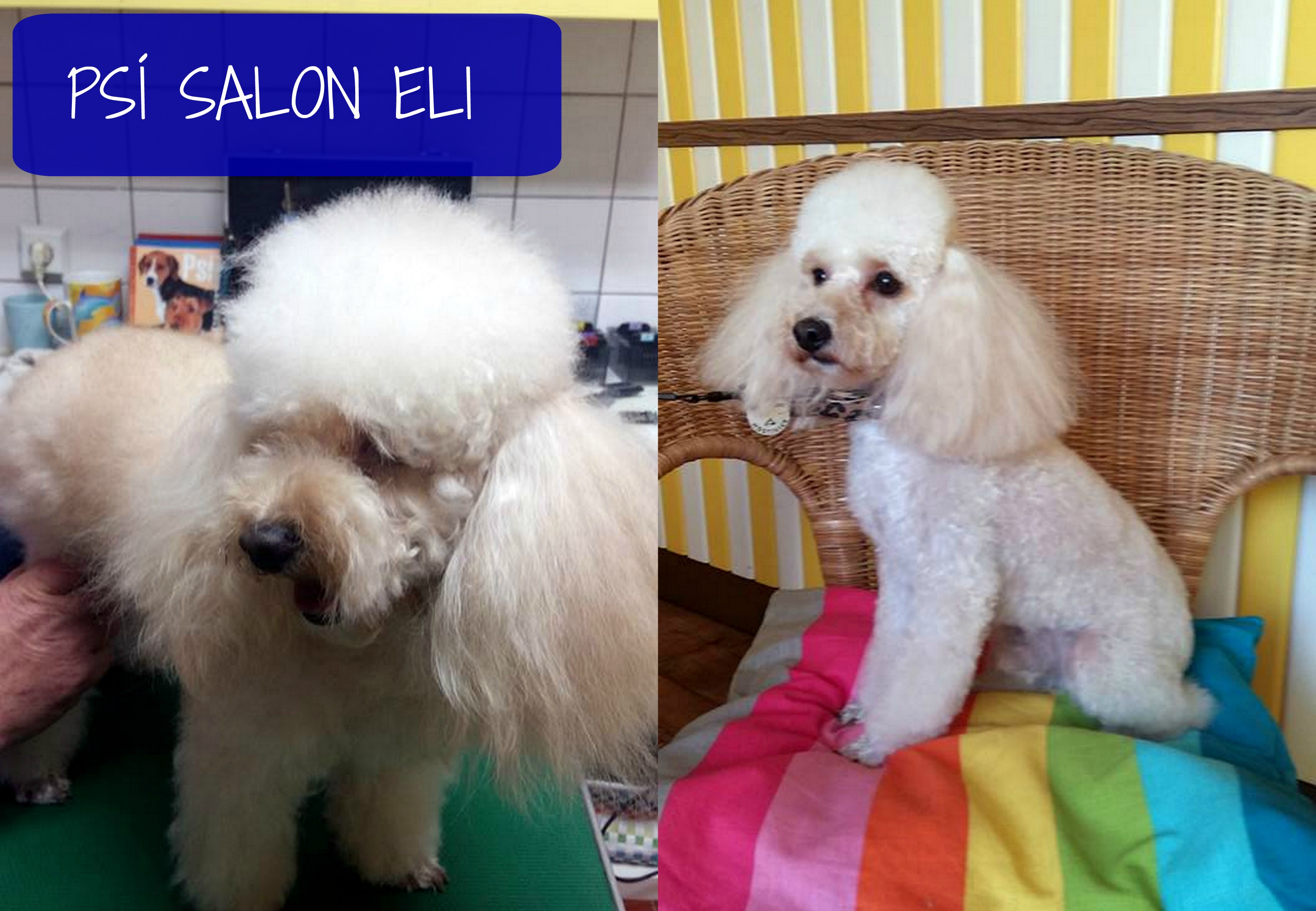 Psí salon Eli foto 4