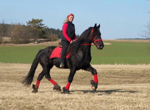 4horse.cz foto 6