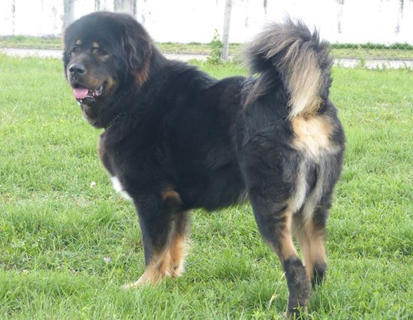 Chovatelská stanice Dharmapala foto 2