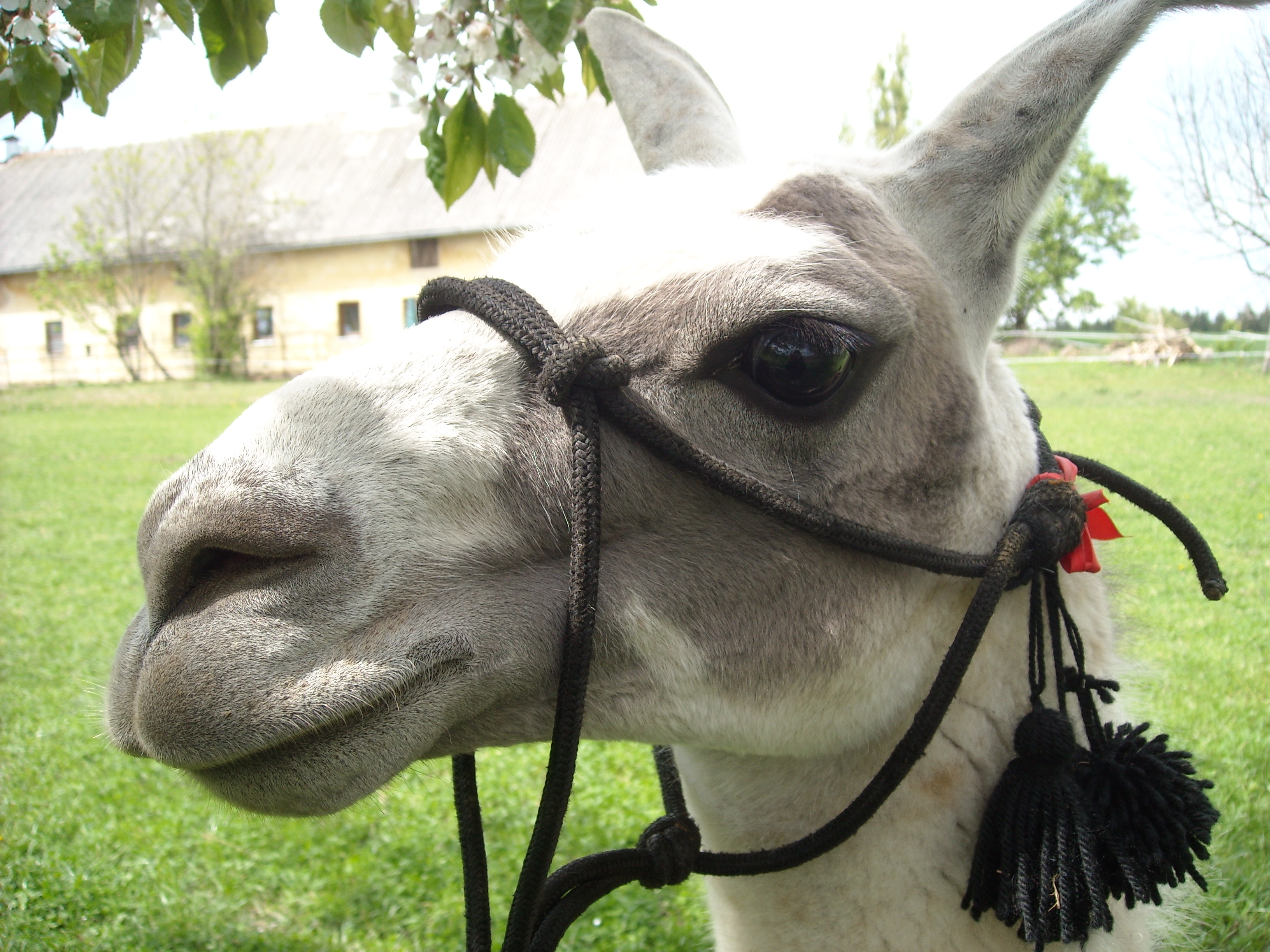 FARMA U LAMÁKA foto 2